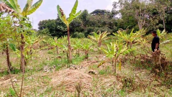 Dua Tahun Terendam Limbah, Petani Pangke Karimun Tagih Pertanggungjawaban Perusahaan